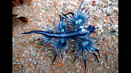 САМЫЕ НЕОБЫЧНЫЕ ЖИВОТНЫЕ ПЛАНЕТЫ