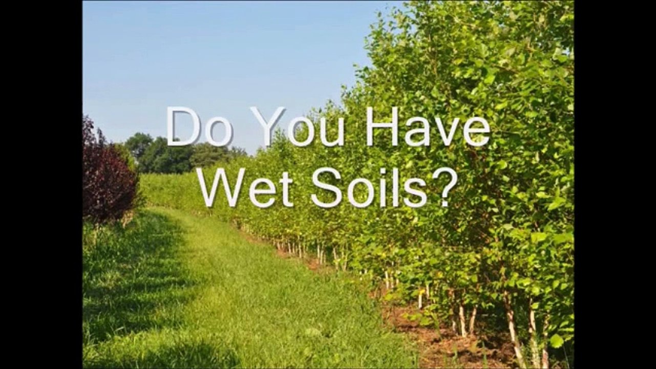 About       River Birch Trees