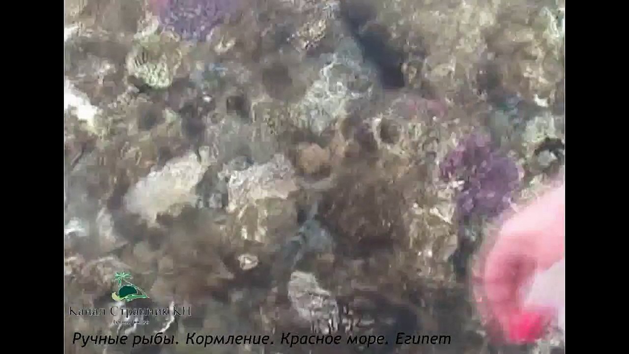 Египет- Красное море- Ручные рыбы- Кормление