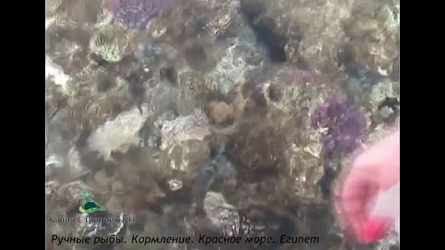 Египет- Красное море- Ручные рыбы- Кормление