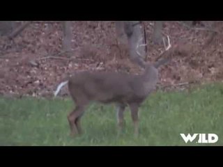 Hunting Whitetails On The East Coast
