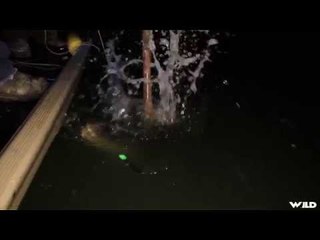 Alligator Hunting in Florida