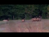 Hunting Michigan Elk Part 1