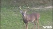 Bowhunting Whitetail Deer