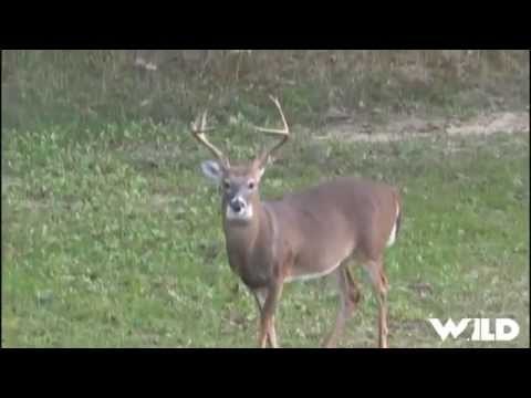 Bowhunting Whitetail Deer
