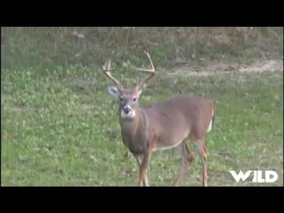 Bowhunting Whitetail Deer