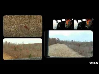 Hunting Midwest White-tail Deer