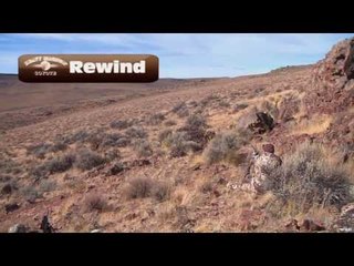 Hunting Wild Coyote