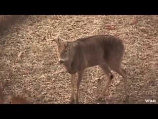 Hunting White-tailed Deer And Turkey