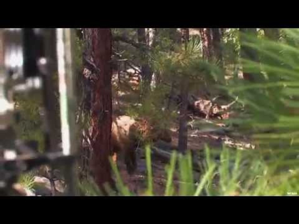 Deer Hunting for 8 Point Buck