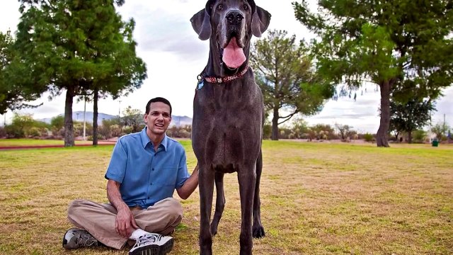 ТОП-5 САМЫХ НЕОБЫЧНЫХ СОБАК В МИРЕ