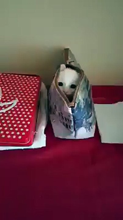 Cute cat