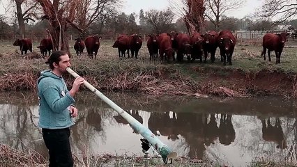 Cows Love Listening To The Didgeridoo