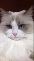 Cat Gets its Teeth Brushed