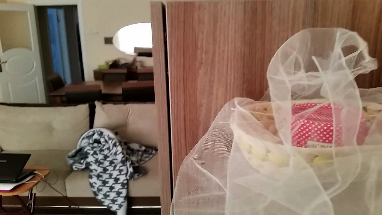 Funny cat playing