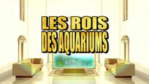 Les rois des aquariums - la petite sirène