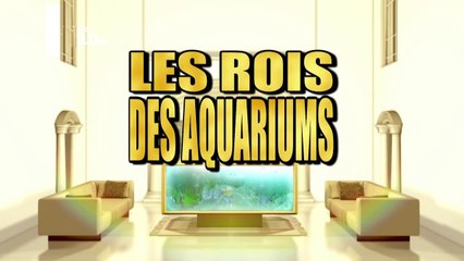 Les rois des aquariums - la petite sirène