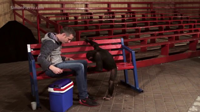 Des chimpanzés VS tours de magie sur iPad - Réaction hilarante