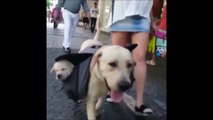 Un petit tour dans le quartier avec ses petits! Chien trop mignon