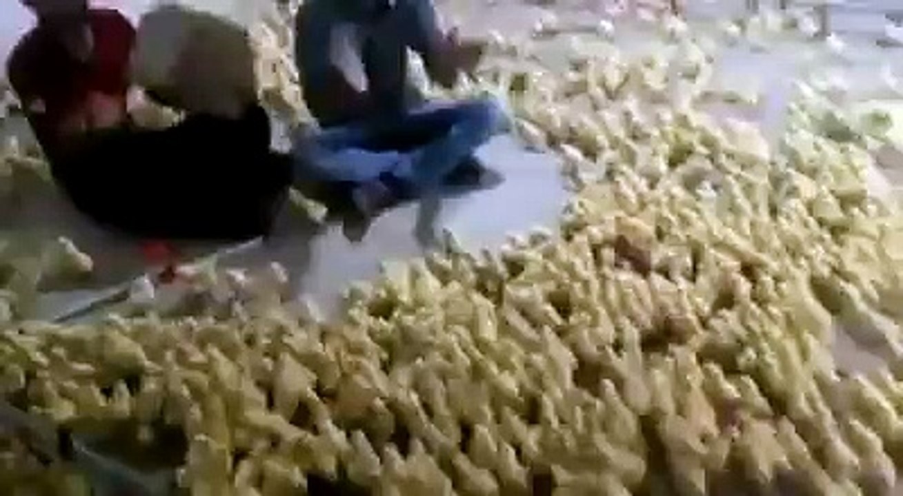 come on chicks