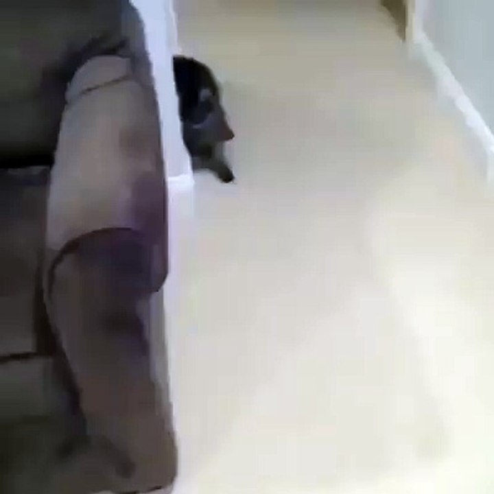 Drunk cat