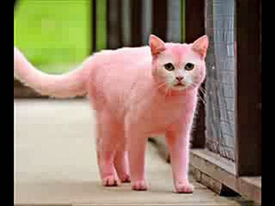 Cute Little Pink Cat Awesome