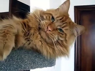 Красивый ленивый рыжий мейн кун
