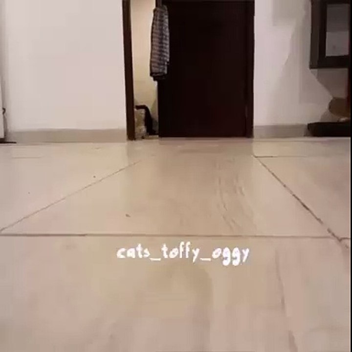 Sweet Kitten
