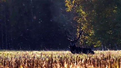 Red deer and butterflies. Indian summer. Олени и бабочки. Бабье лето.