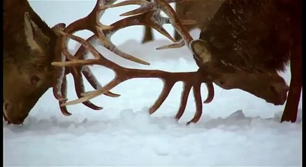 Red deers and snow. Олени и снег.