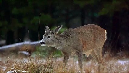 Roe deer and snow. Косуля и снег. Capreolus capreolus