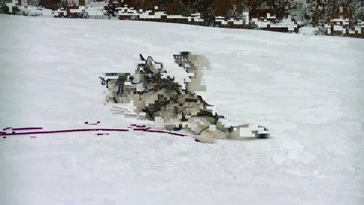 hamarok 14022016
