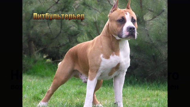 ТОП-5 САМЫХ СИЛЬНЫХ БОЙЦОВСКИХ СОБАК!