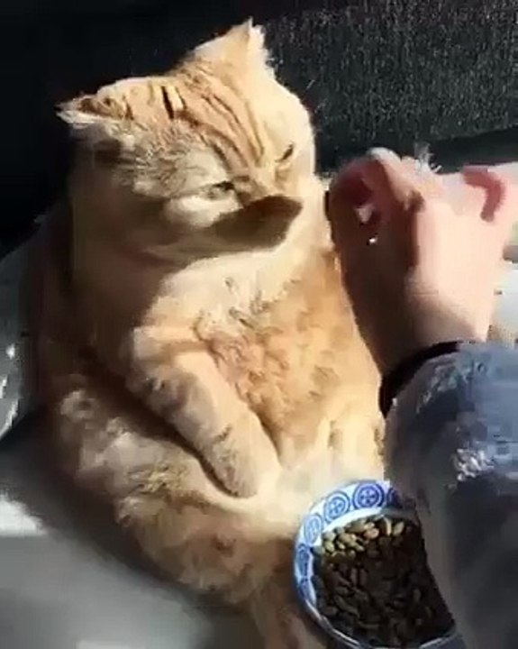 Real Life Garfield