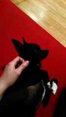 Ema doesn't let you stop fondle her! It is so cute and annoying at the same time! :D