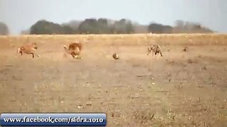 dogs running for rabbit