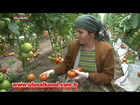 Sağlık ve Çevre Birliği Hatay'da Kömürden Elektrik Üretimi ve Sağlık Raporu tanıtımı paneli düzenldi