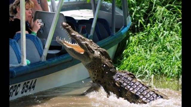 ТОП-10 САМЫХ ОПАСНЫХ ЖИВОТНЫХ МИРА!