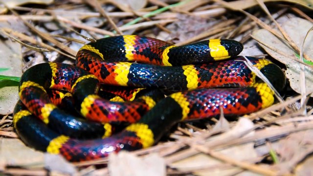 ТОП-10 САМЫХ ОПАСНЫХ ЗМЕЙ В МИРЕ!