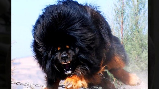 ТОП-10 САМЫХ БОЛЬШИХ СОБАК В МИРЕ!