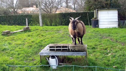 casse croute des galinettes