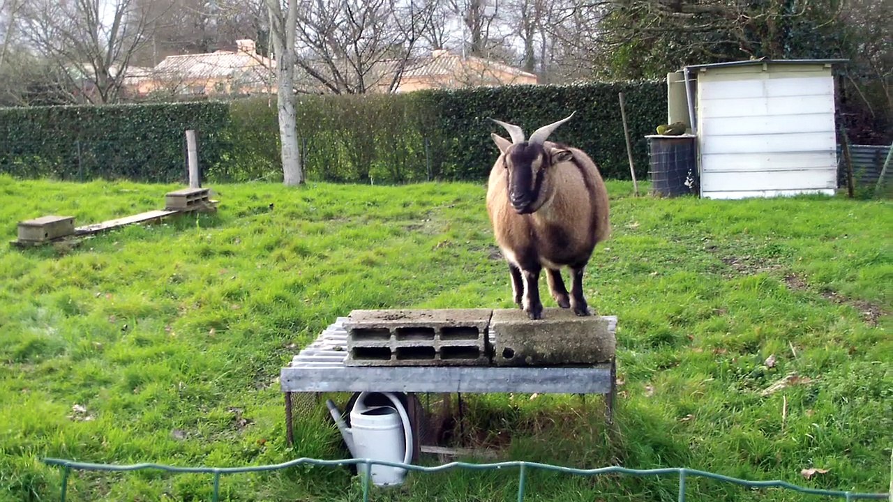 casse croute des galinettes