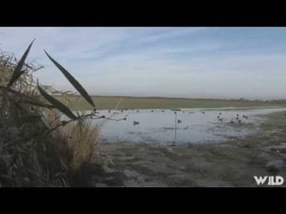 Duck Hunting In Argentina