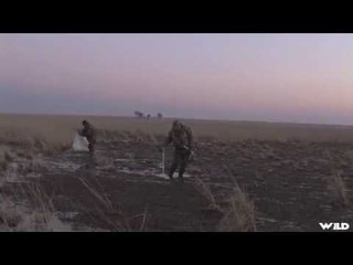 Dark Continent Ducks