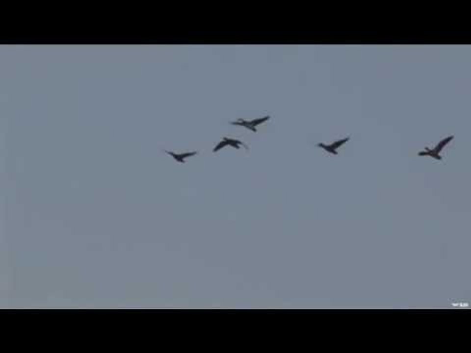 Saskatchewan Goose Hunt