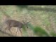 Hunting Whitetail Deer with Bow in Kansas