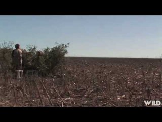 Duck Hunting in Farmers Field