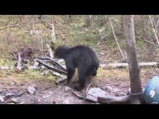 Black Bear Hunt