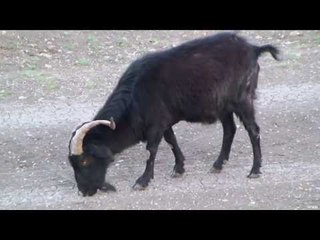 Catalina Mule Deer Hunting