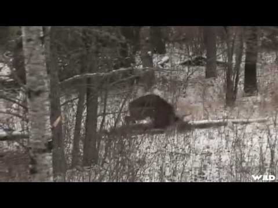 Rugby Lake Whitetail Shot